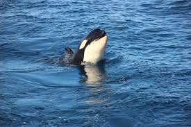 Check spelling or type a new query. What An Orca Weekend
