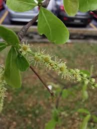 Image result for Terminalia mollis