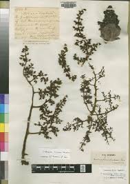 Image result for Trichoscypha lucens