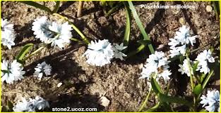 نبات البوشكينية مخطط او زهرة مخروط puschkinia scilloides النبات سميت إلى أسماء شخصيات النبات معلومات نباتية وسمكية معلوماتية plants