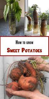 How To Grow Sweet Potato Vine Indoors Growing Sweet Potatoes Potato Gardening Sweet Potato Plant