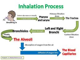 how does the respiratory system work respiratory system