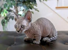They absolutely live to greet. Minskin Cat Breed Profile Purrfectcatbreeds