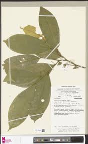 Image result for Leptaulus