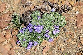 Image result for Aptosimum elongatum