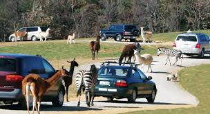 This New Drive Thru Zoo Is Your Family S Next Alabama Getaway Virginia Vacation Safari Park Virginia Is For Lovers