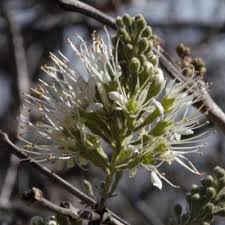 Image result for Meiostemon tetrandrus