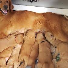 Hat Creek Goldens Home Facebook