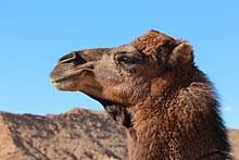 Are you more predator or prey? Dromedary Wikipedia