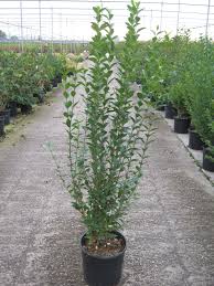 Image result for ligustrum ovalifolium