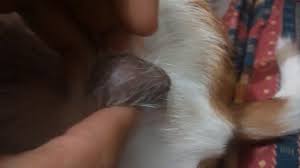Si Usted Tiene Cancer De Testiculo Tengo Una Pequena Bolita En El Testiculo Derecho