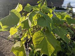 Image result for Firmiana