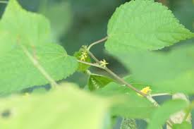 Image result for Triumfetta annua