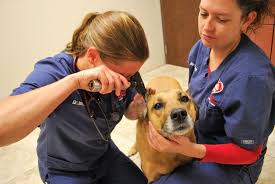 In an emergency, your pets are counting on you to take care of them. Animal Care Center Of Plainfield Emergency Kremer Veterinary Services