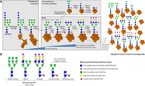 Blocul nevinovatilor ep 23 subtitrat romana. Maturing Glycoproteomics Technologies Provide Unique Structural Insights Into The N Glycoproteome And Its Regulation In Health And Disease Molecular Cellular Proteomics