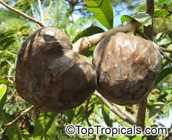 Image result for Annona reticulata