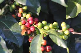 Coffee machine servicing loans slc weather. Keurig And Root Capital Announce Supply Chain Project With Dfc Loan Guaranteedaily Coffee News By Roast Magazine