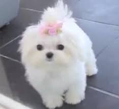 I have some male maltese pups that are ready to go home with you today these love bugs are full of energy and love four stunning maltese pups were raised in a loving exquisite home. Maltese Dog Price India