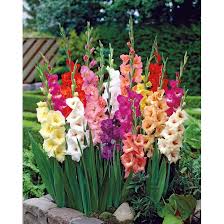 Image result for Gladiolus decoratus