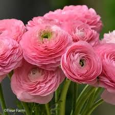 Image result for Ranunculus volkensii