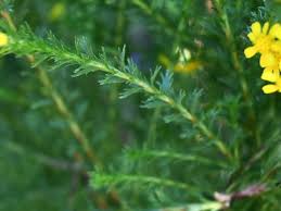 Image result for Euryops virgineus