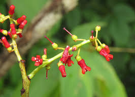 Image result for Helixanthera