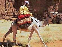 They have an unrivaled capacity to endure long periods without water (up to four or five days), and can carry very heavy loads. Dromedar Wikipedia