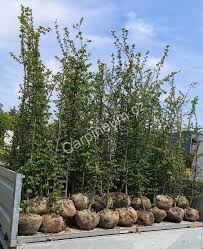 Image result for Živý plot z habru