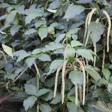 Image result for Acalypha fimbriata