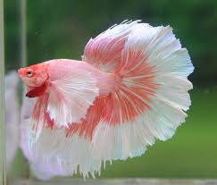 9 Awesome Giant Betta Fish In 2020 Betta Fish Types Pet Fish Betta Aquarium