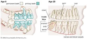 Rabbits have a good sense of taste. Tooth Definition Anatomy Facts Britannica
