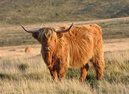 Maybe you would like to learn more about one of these? Highland Cattle Wikipedia