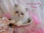 Himalayan Kittens for Sale - Felines4us