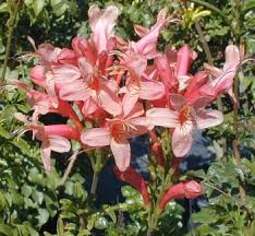 Image result for Tecoma capensis