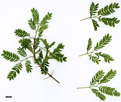 Image result for Acacia karroo