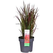 Image result for Imperata