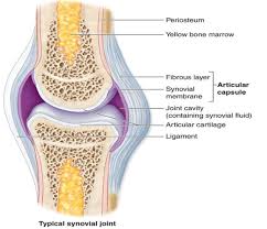 Synovial joints allow for smooth movements between the adjacent bones. Describe The Structure Of Synovial Joint With The Help Of A Neat Labelled Diagram