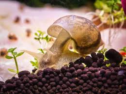 Slice it, then boil it (so it sinks), then freeze it. What Do Water Snails Eat Aquatic Snail Feeding Guide