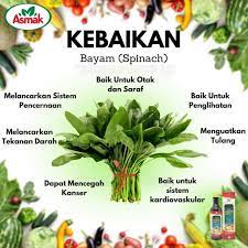 Selain khasiat bayam untuk menurunkan diabetes, masih banyak khasiat lainnya bagi kesehatan tubuh. Penawar Asma Khasiat Sayur Bayam