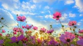 Ảnh mùa xuân: +99 hình nền đẹp cho điện thoại và máy tính