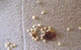 Bed bugs are often found hiding in mattress tufts, folds, vent holes and seams. How Do You Get Bed Bugs In Your House Bed Couch 7 Ways They Move