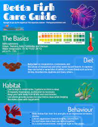 Betta Fish Care Guide Betta Fish Care Betta Fish Care