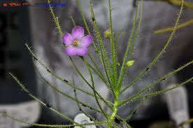For small baskets, the trailing flowers planted at the basket's edge will cover the sides within a few weeks, but larger baskets need some trailers. Tish S Carnivorous Plants Byblis Liniflora Flower Bloom For The First Time