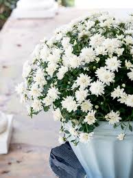 Not sure if your soil drains. How To Care For Fall Mums Duke Manor Farm