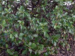 Image result for Cordia monoica