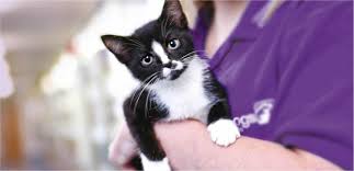 Hund, katze oder kaninchen sind für viele zum familienmitglied geworden. Tierarztkosten Was Kostet Eine Lebenslange Behandlung Beim Tierarzt Petplan