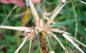 Image result for Oldeania alpina