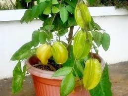 Pohon palem ada beberapa jenis pohon palem yang sangat cocok untuk ditanam di halaman rumah. Tips Menata Halaman Rumah Dengan Tanaman Bunga Dan Tanaman Buah Buah Tanaman Hortikultura