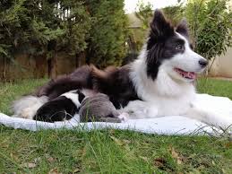 Sahibinden Satilik Border Collie Yavrulari 235180 Bikopek Com