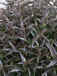 Image result for Strobilanthes anisophylla